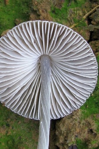 Mycena polygramma