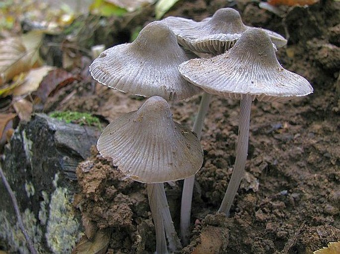 Mycena polygramma