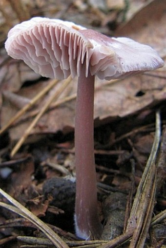 Mycena pura