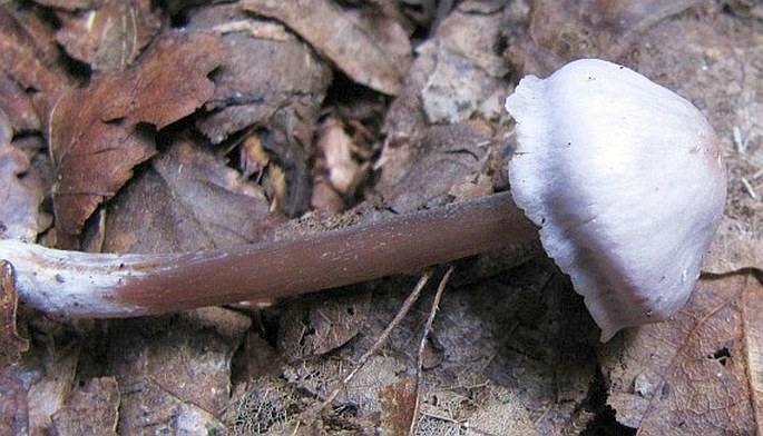 Mycena pura