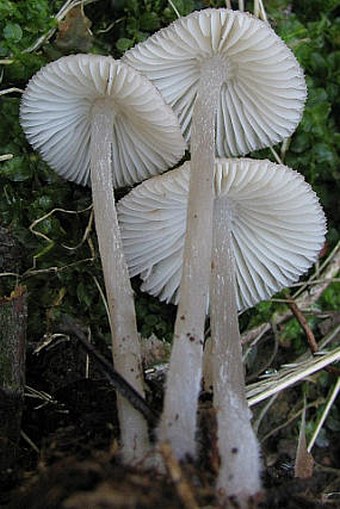 Mycena zephirus