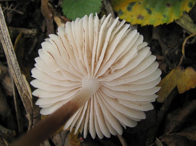 Mycena zephirus