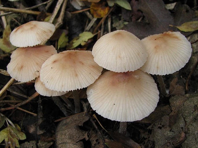 Mycena zephirus