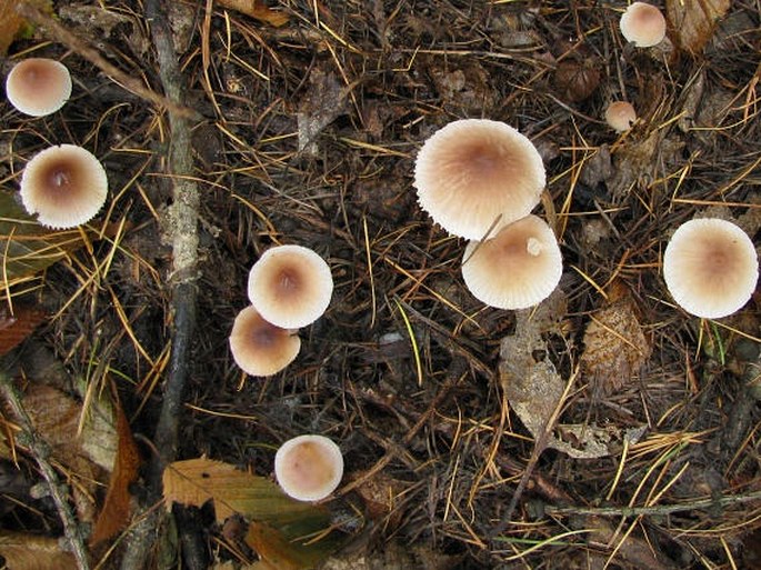 Mycena zephirus