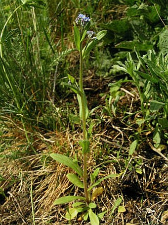 Myosotis arvensis