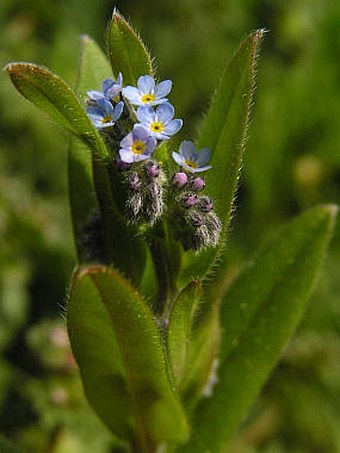 Myosotis arvensis