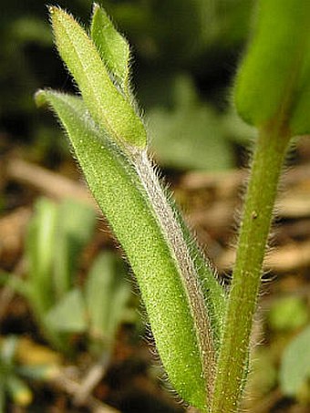 Myosotis arvensis