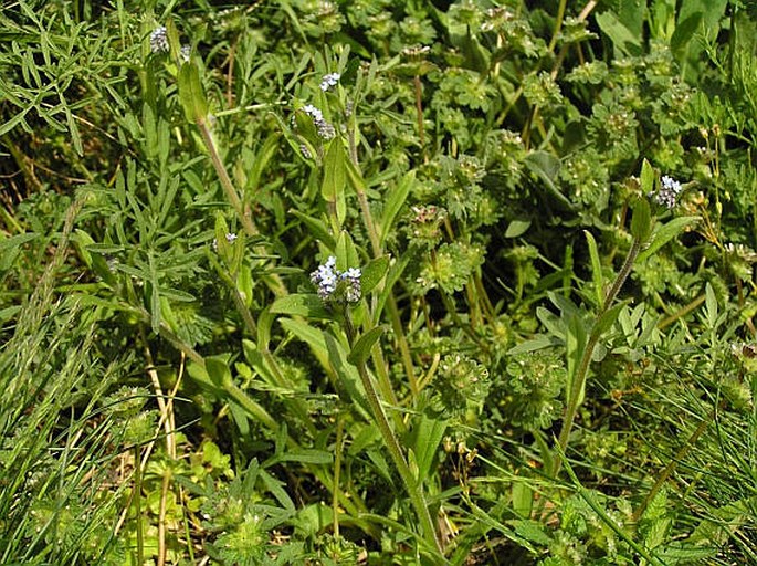 Myosotis arvensis