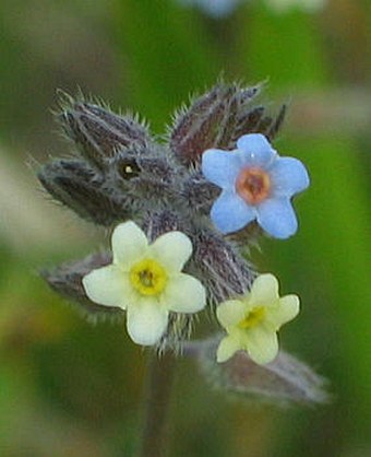 Myosotis discolor