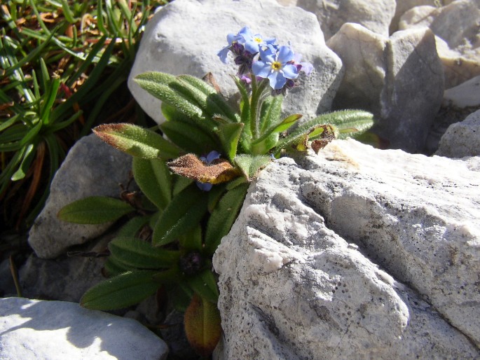 Myosotis alpestris