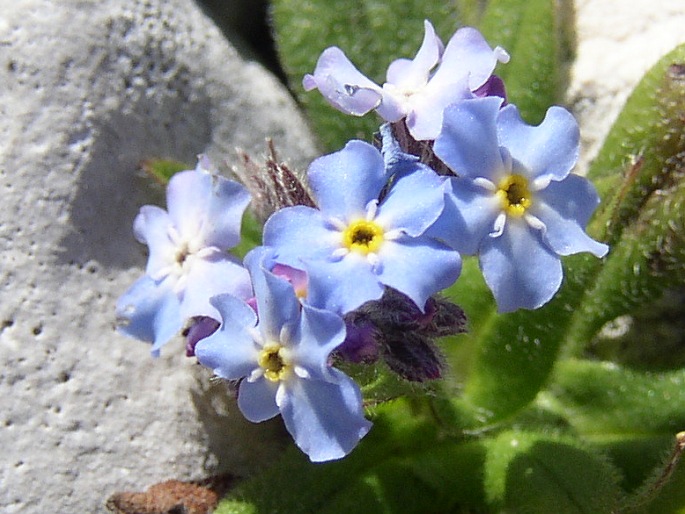 Myosotis alpestris