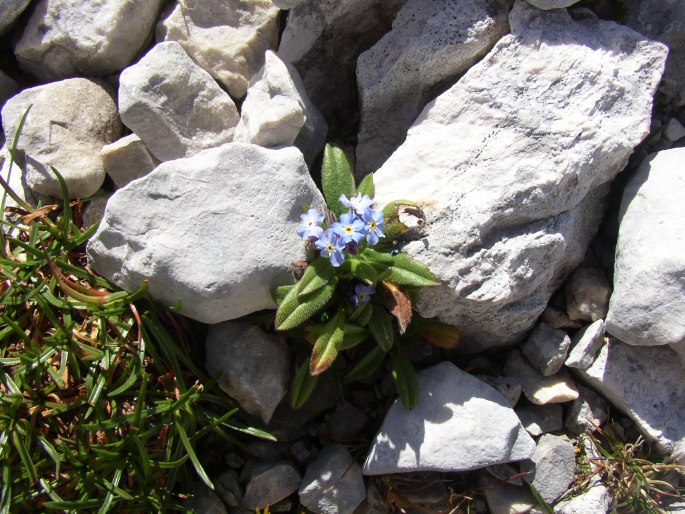 Myosotis alpestris