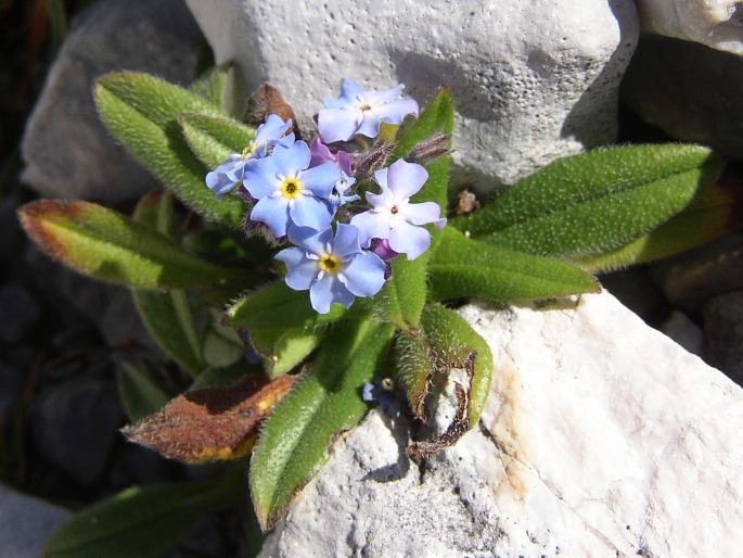 MYOSOTIS ALPESTRIS F. W. Schmidt – pomněnka vysokohorská / nezábudka alpská