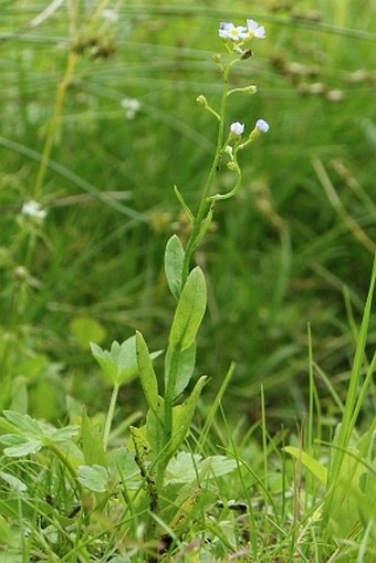 Myosotis nemorosa