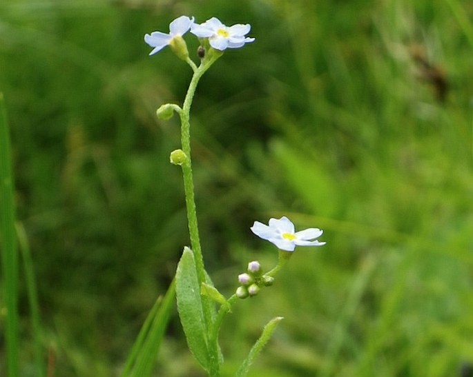 MYOSOTIS NEMOROSA Besser – pomněnka hajní / nezábudka hájna