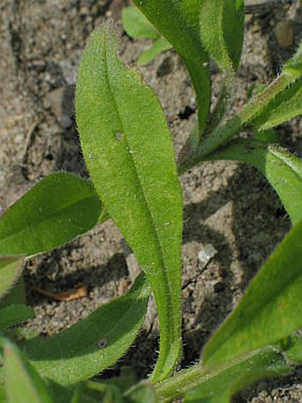 Myosotis sparsiflora