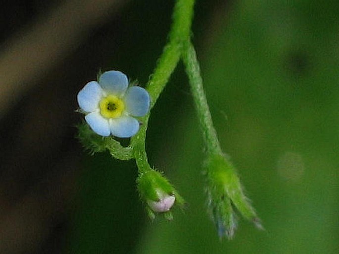 MYOSOTIS SPARSIFLORA Pohl – pomněnka řídkokvětá / nezábudka riedkokvetá