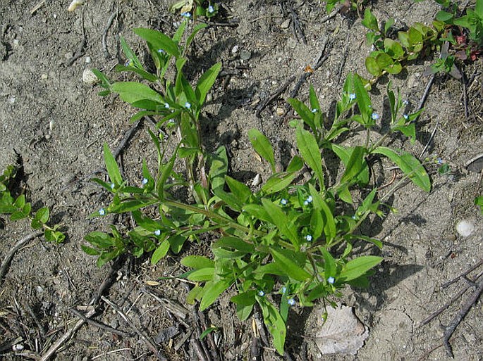 Myosotis sparsiflora