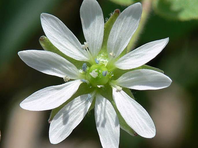 MYOSOTON AQUATICUM (L.) Moench. - křehkýš vodní / mäkkuľa vodná