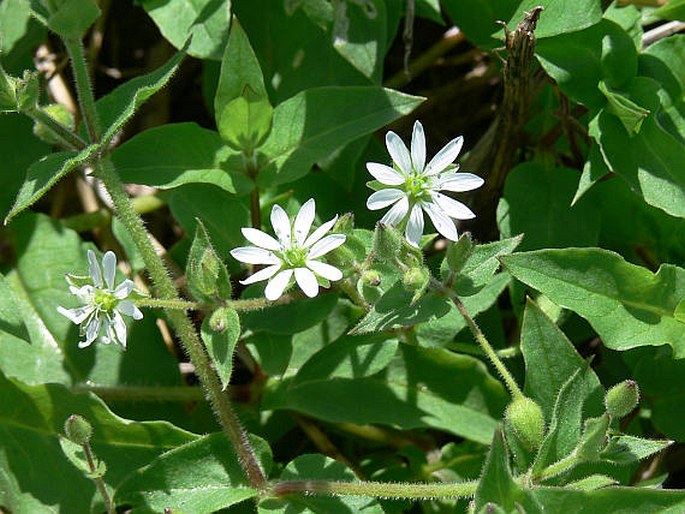 Myosoton aquaticum