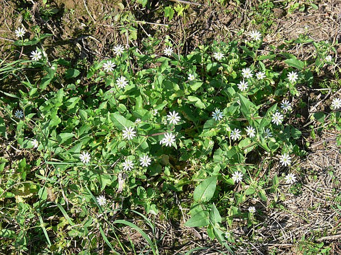 Myosoton aquaticum