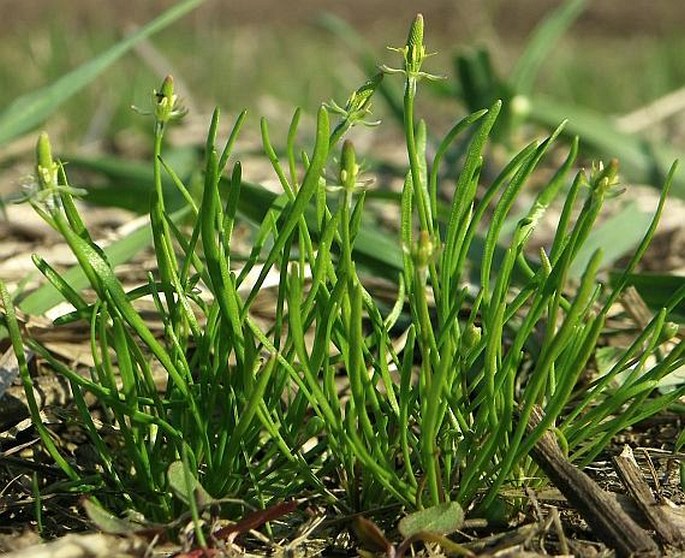 MYOSURUS MINIMUS L. – myší ocásek nejmenší / chvostík myší