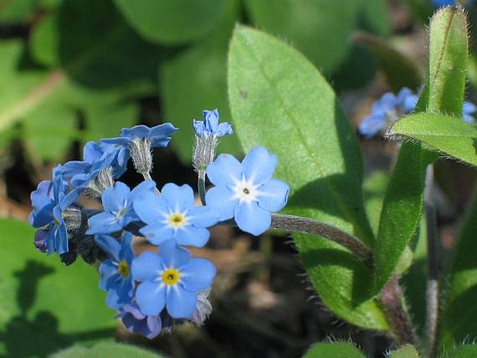 MYOSOTIS SYLVATICA Hoffm. – pomněnka lesní / nezábudka lesná