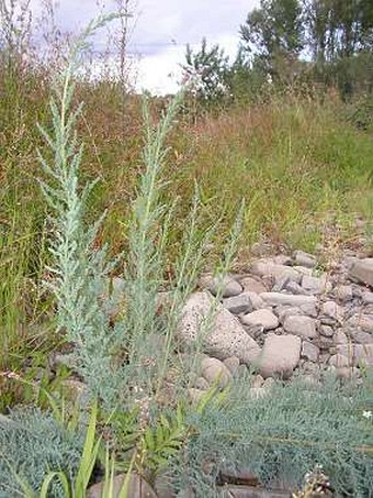 Myricaria germanica