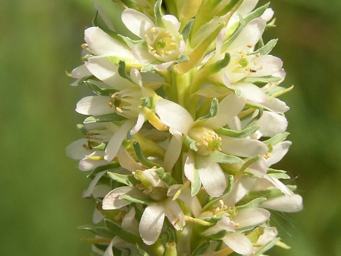 Myricaria germanica