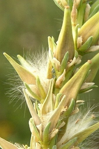 Myricaria germanica