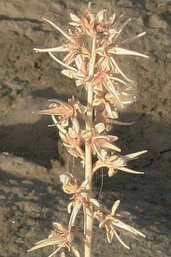 Myricaria pulcherrima