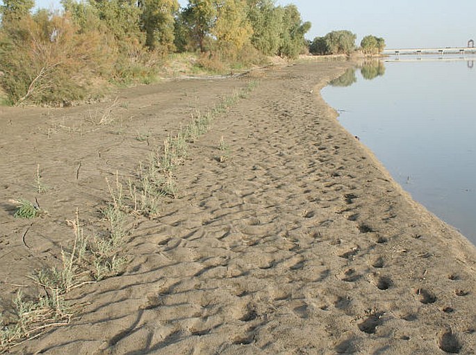 Myricaria pulcherrima