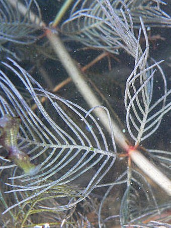 Myriophyllum spicatum