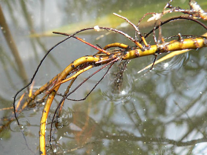 Myriophyllum spicatum