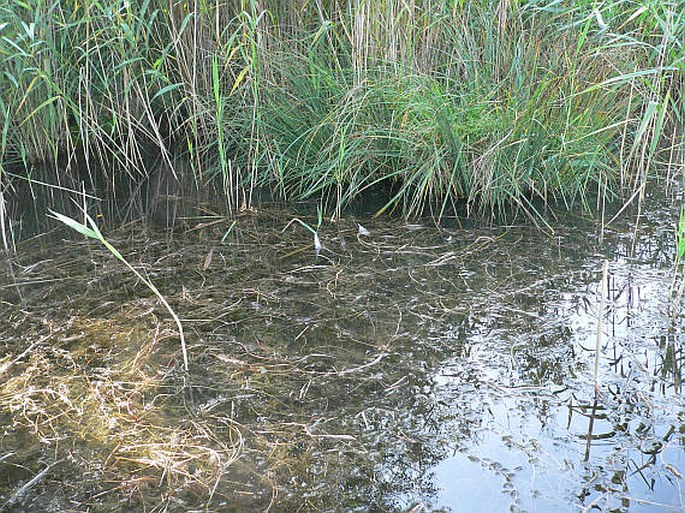 Myriophyllum spicatum