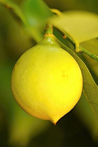 Myristica fragrans