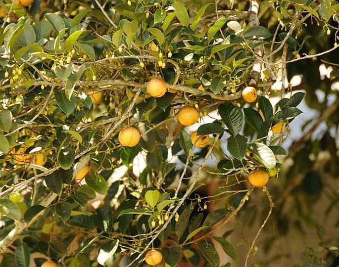 Myristica fragrans