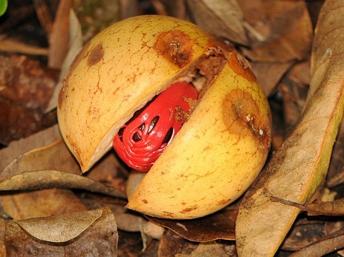 Myristica fragrans