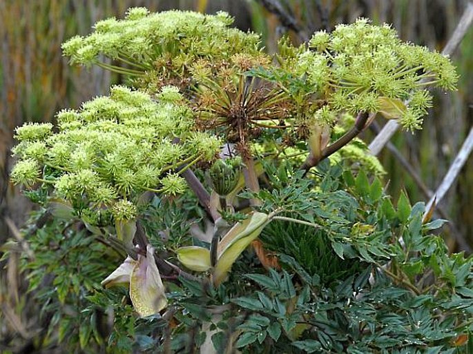 Myrrhidendron donnellsmithii