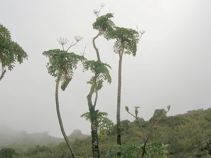 Myrrhidendron donnellsmithii