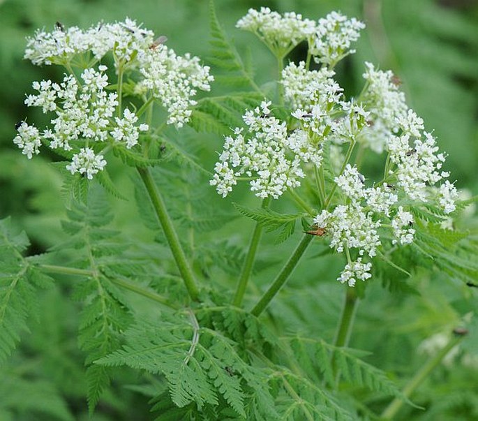 MYRRHIS ODORATA (L.) Scop. - čechřice vonná / čechrica voňavá