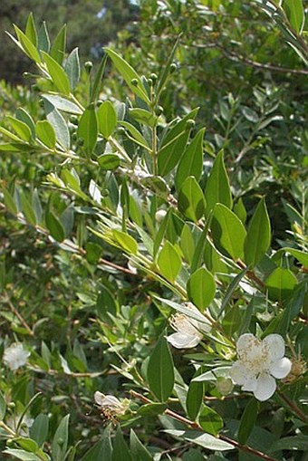 Myrtus communis