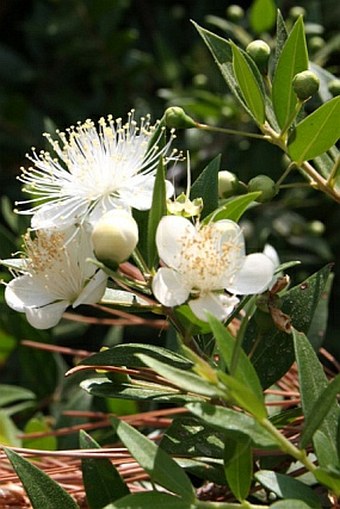 Myrtus communis