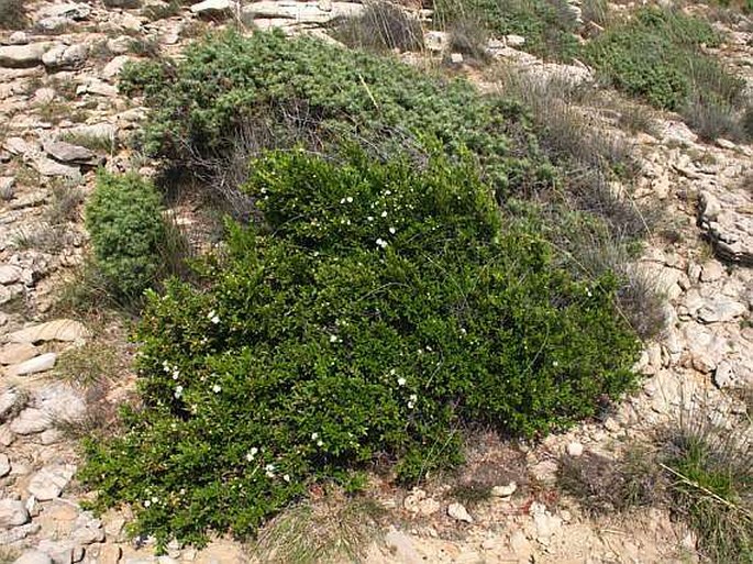 Myrtus communis