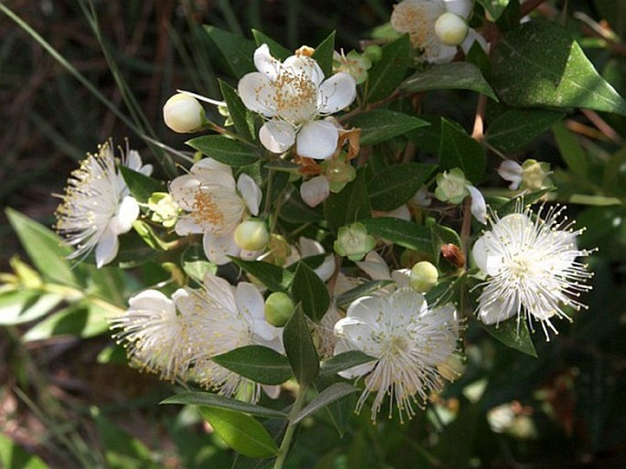 Myrtus communis