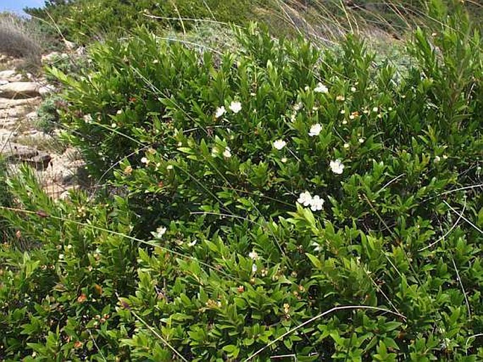 Myrtus communis