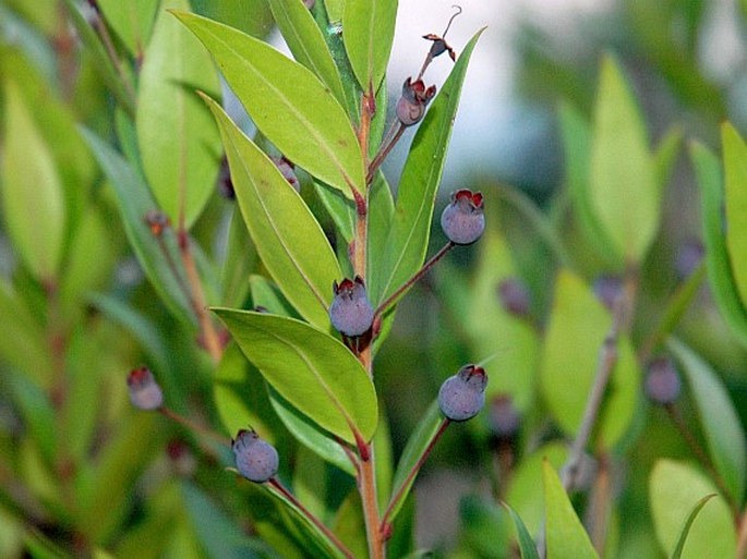 Myrtus communis