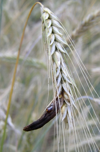 Claviceps purpurea