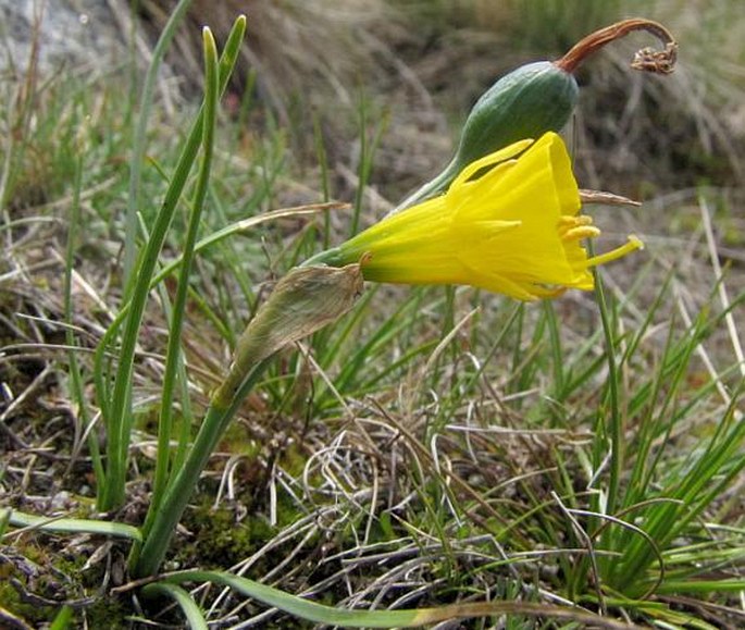 NARCISSUS BULBOCODIUM L. – narcis