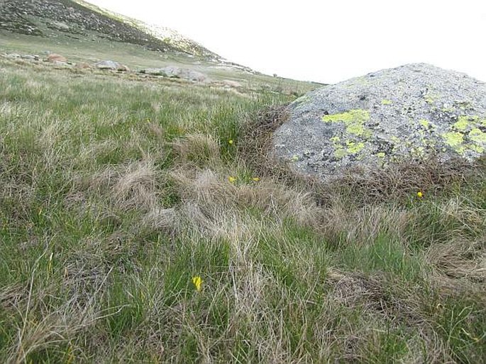 Narcissus bulbocodium